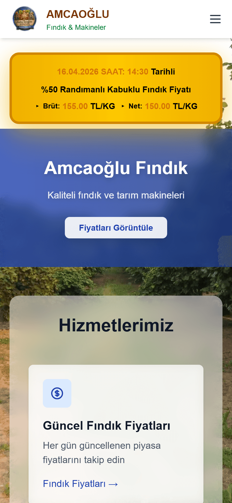 Amcaoğlu Fındık website on a mobile phone, showing the daily hazelnut price banner